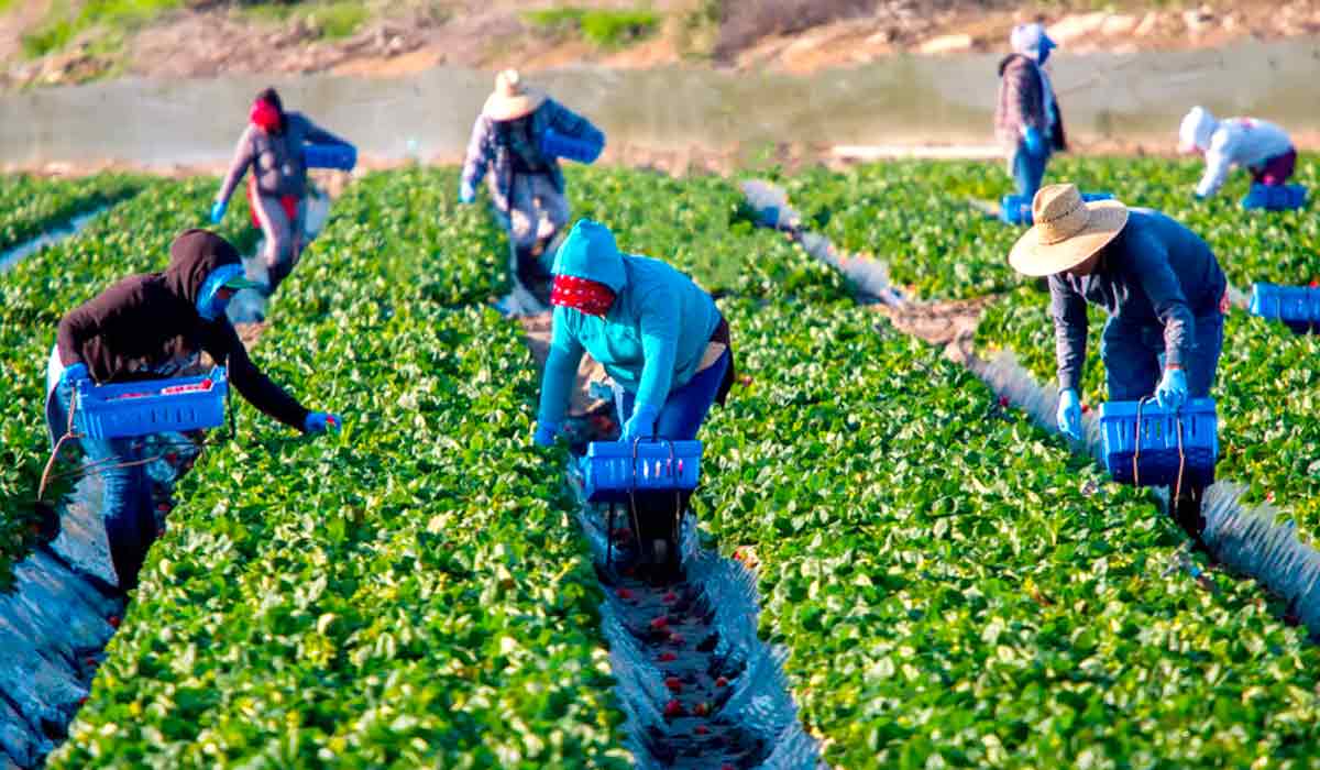 Trabalhadores rurais na colheita do morango