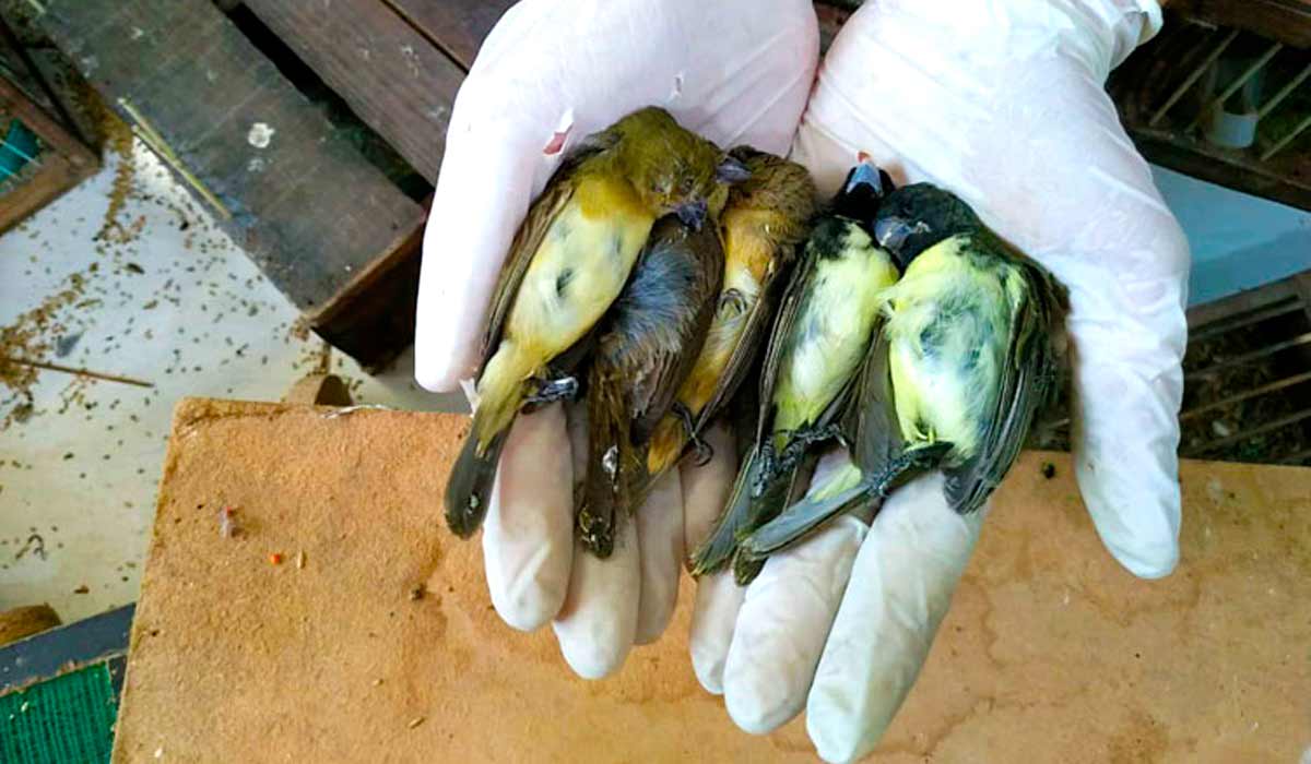 Pássaros mortos pelo tráfico - Foto: Sou amigo da fauna