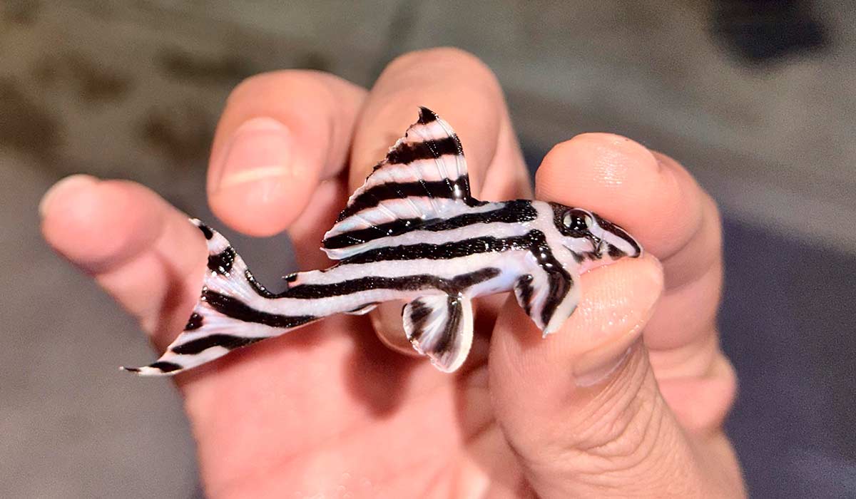Cascudo zebra (Hypancistrus zebra). Comercializado ilegalmente pela internet, a peixe ornamental nativo endêmico da região do Rio Xingu, atrai interesse de colecionadores da Europa, Ásia e Estados Unidos e prática tem aumentado risco do fim da espécie