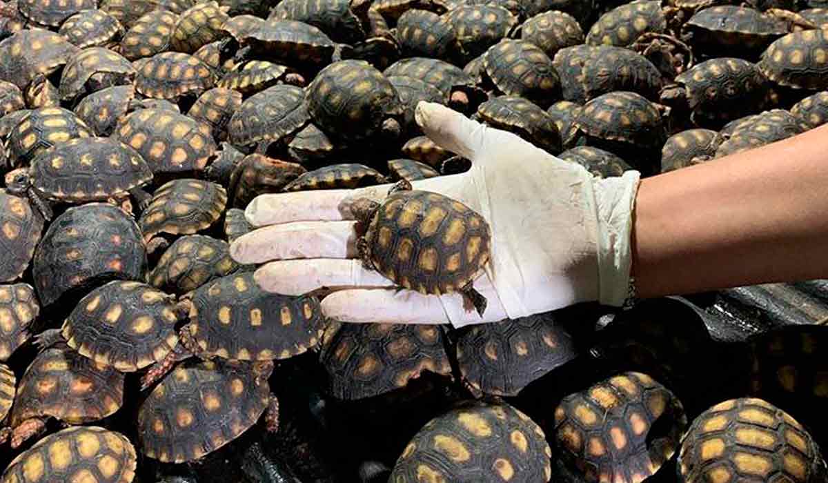 1400 filhotes de jabutis (Chelonoidis carbonaria) apreendidos pele PRF em Leopoldina/MG