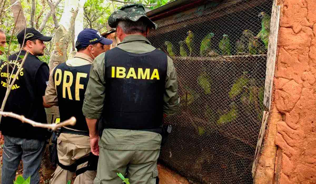 Operação coordenada do Ibama, PRF, Civil e Ambiental contra o tráfico de animais silvestres