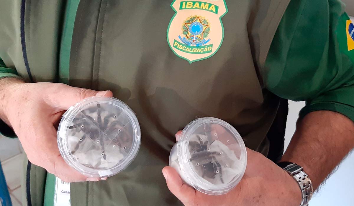 Aranhas apreendidas pelo Ibama durante inspeção no aeroporto de Viracopos, Campinas/SP