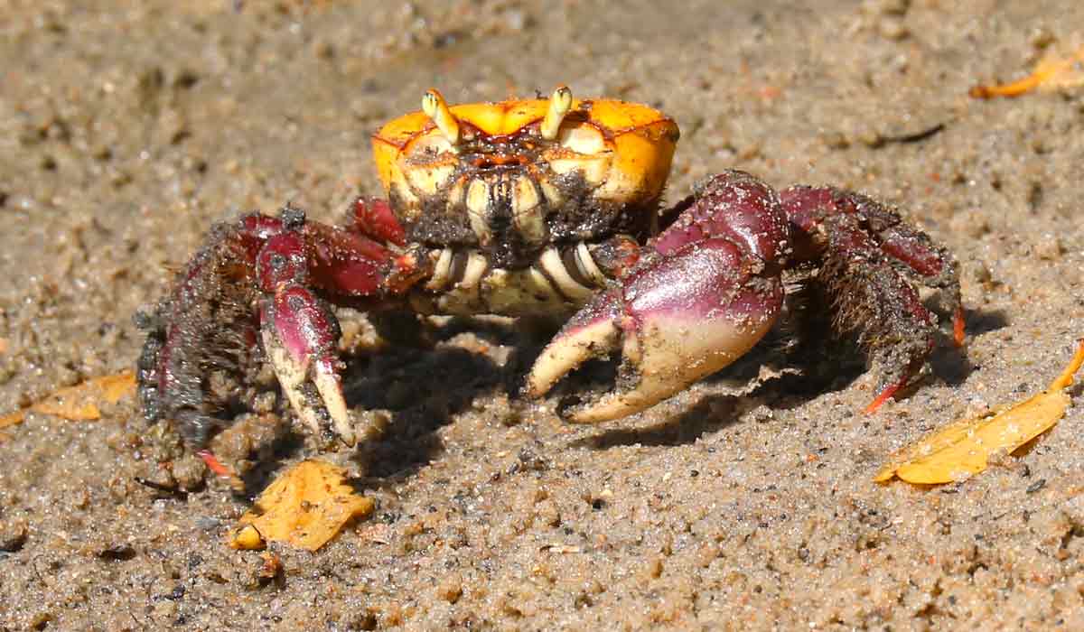 Caranguejo-uçá (Ucides cordatus)