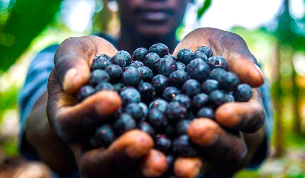 Punhado de frutos de açaí nas mãos