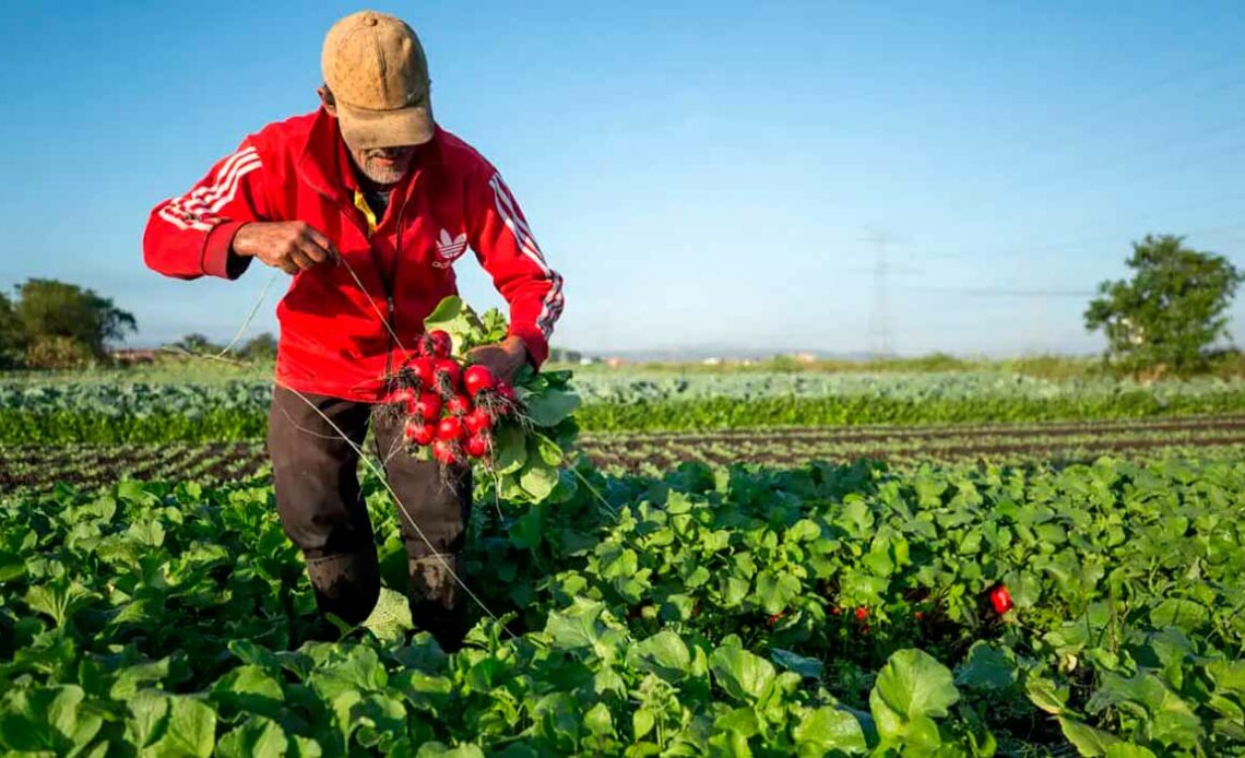 Produtor familiar - Pequenos agricultores garantem a alimentação da população brasileira