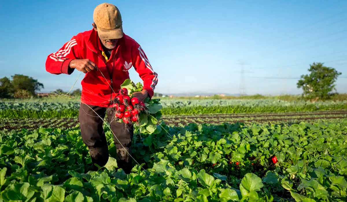 Produtor familiar - Pequenos agricultores garantem a alimentação da população brasileira