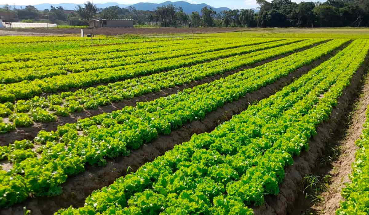 Cultivar Margarete em cultivo de campo