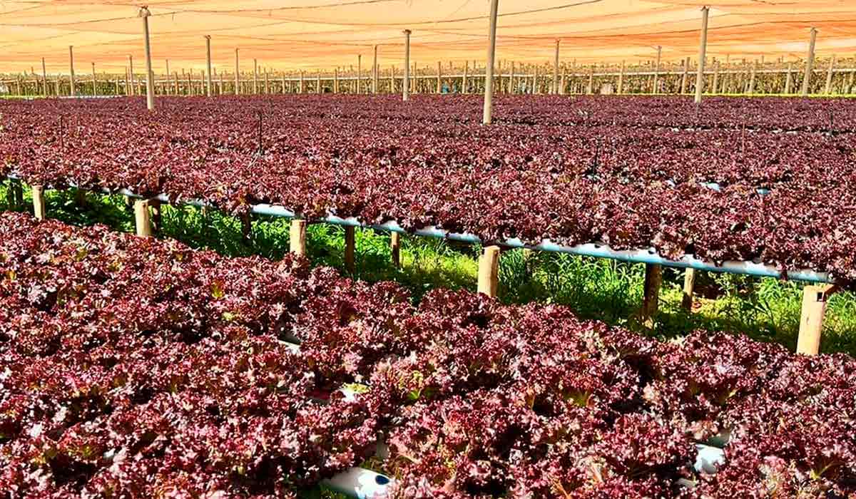 Cultivar Pira Roxa em cultivo hidropônico