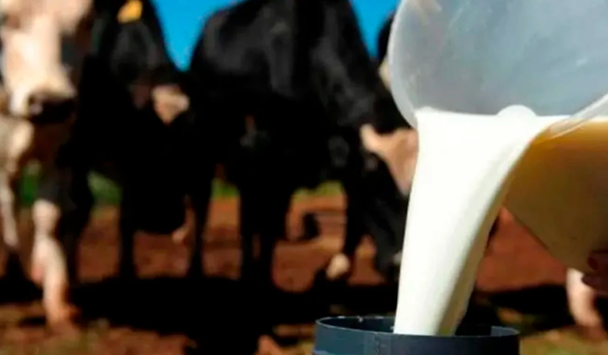 Transferindo leite para latão com vacas ao fundo