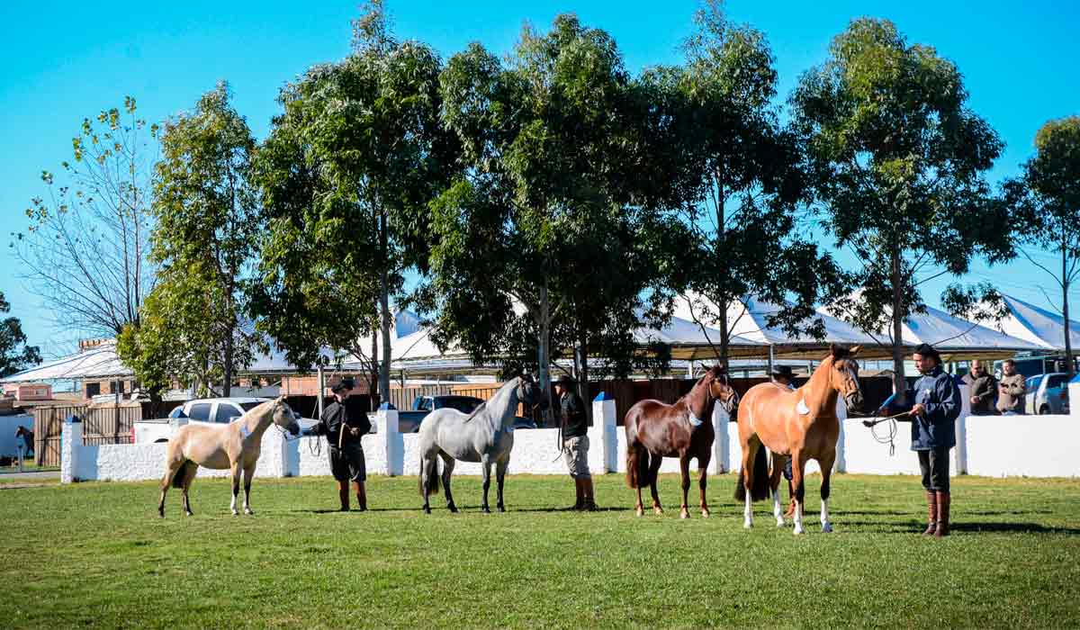 Animais na pista de julgamento - Foto: Fagner Almeida