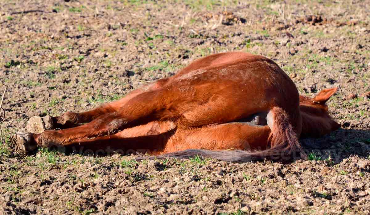 Cavalo com fadiga