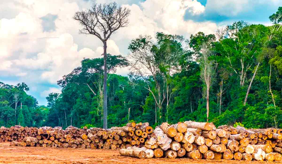 Recurso será direcionado especificamente aos municípios que mais desmatam na região da Amazônia — Foto: Vicente Sampaio/Imaflora