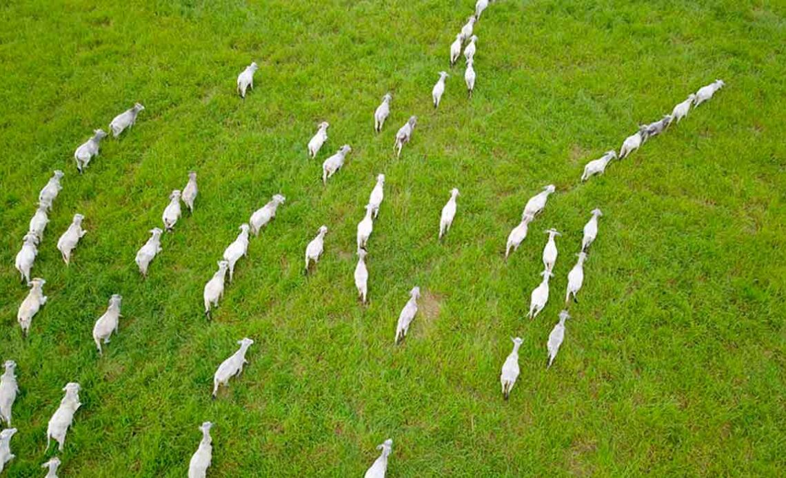 Pasto monitorado por drone