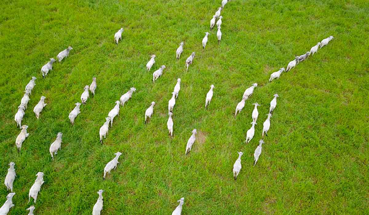 Pasto monitorado por drone