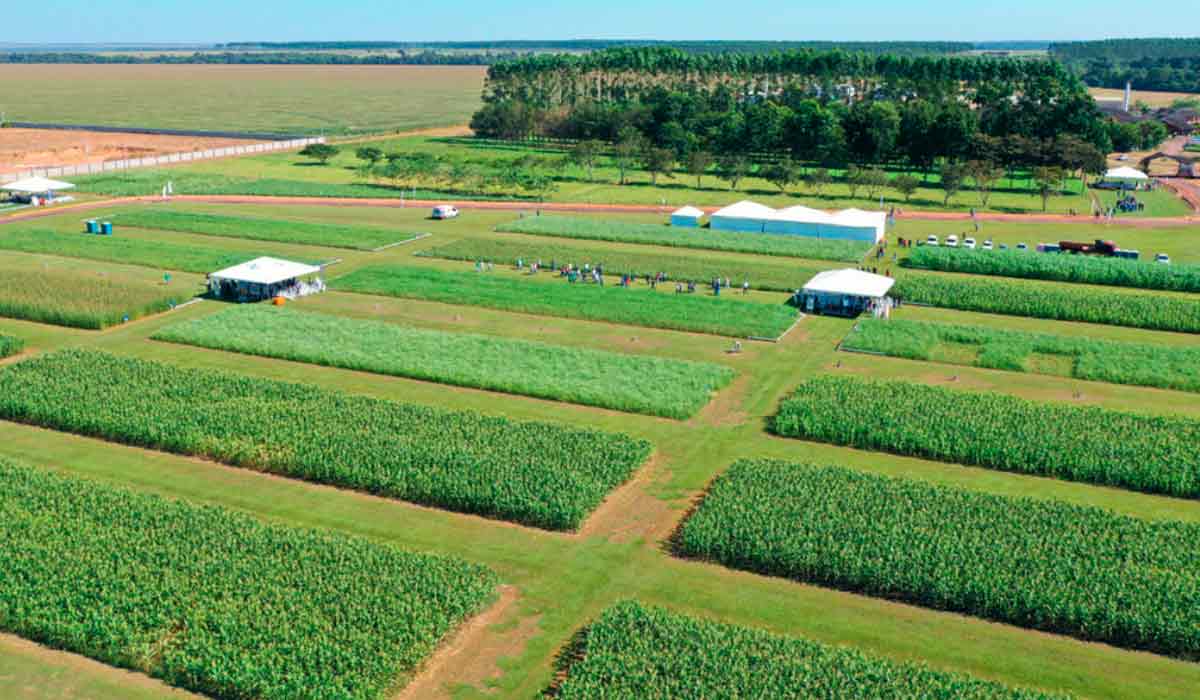 Campo de experimentação da Embrapa