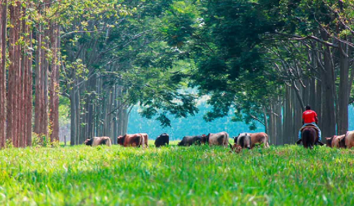 Vaqueiro no manejo do gano em sistema ILPF