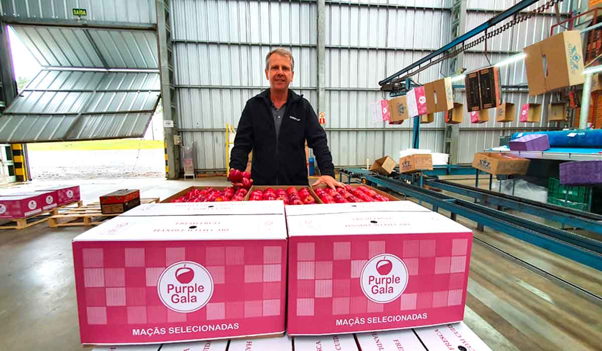 Produtor Fernando Soldatelli, produtor responsável pela condução da área de avaliação agronômica e validação do novo clone, que forneceu a fruta para a avaliação no mercado - Foto: Fábio Ribeiro dos Santos