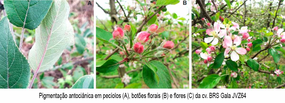 Pigmentação antociânica em pecíolos (A), botões florais (B) e flores (C) da cv. BRS Gala JVZ64 - Foto: Paulo Ricardo Dias de Oliveira