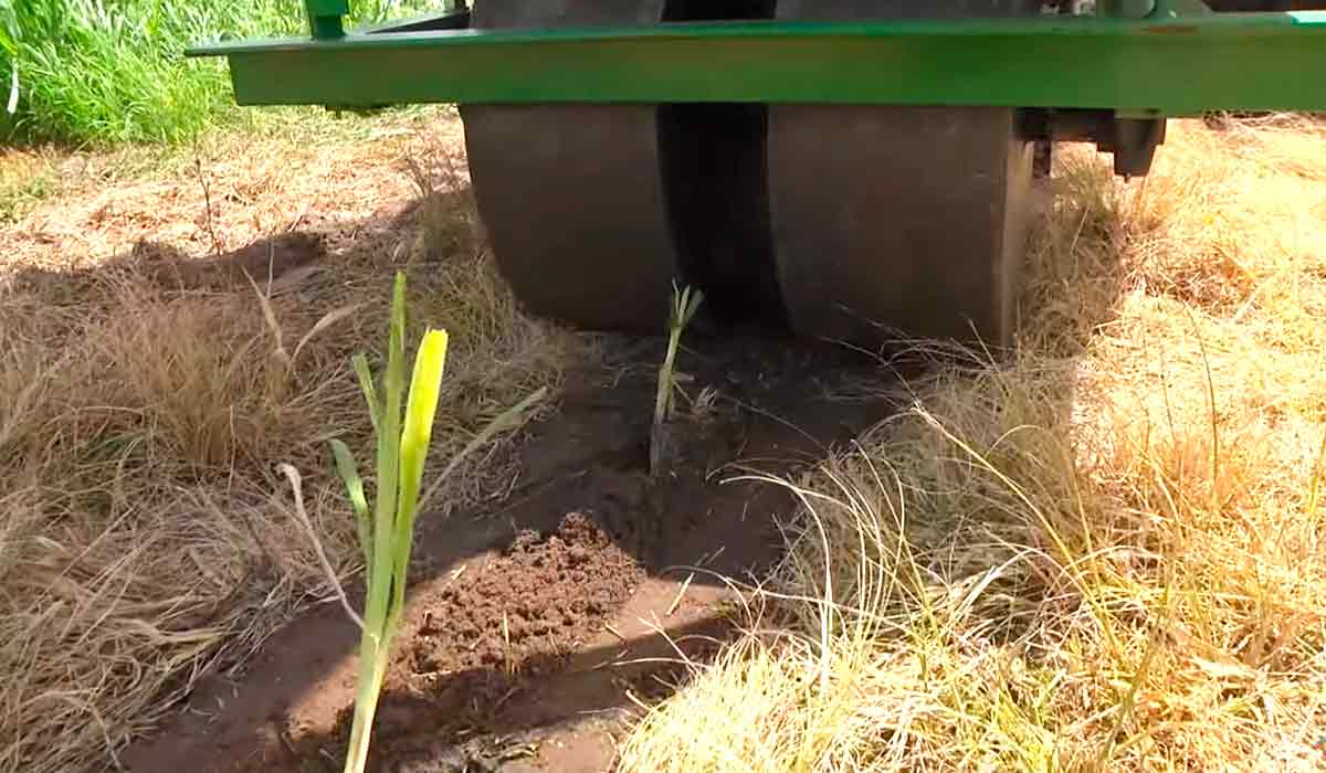 Mudas plantadas e detalhe dos rolos compactadores