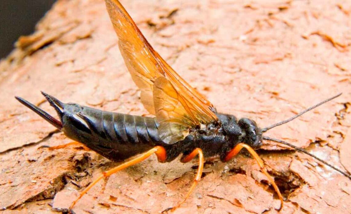 Fêmea da vespa da madeira (Sirex noctilio)