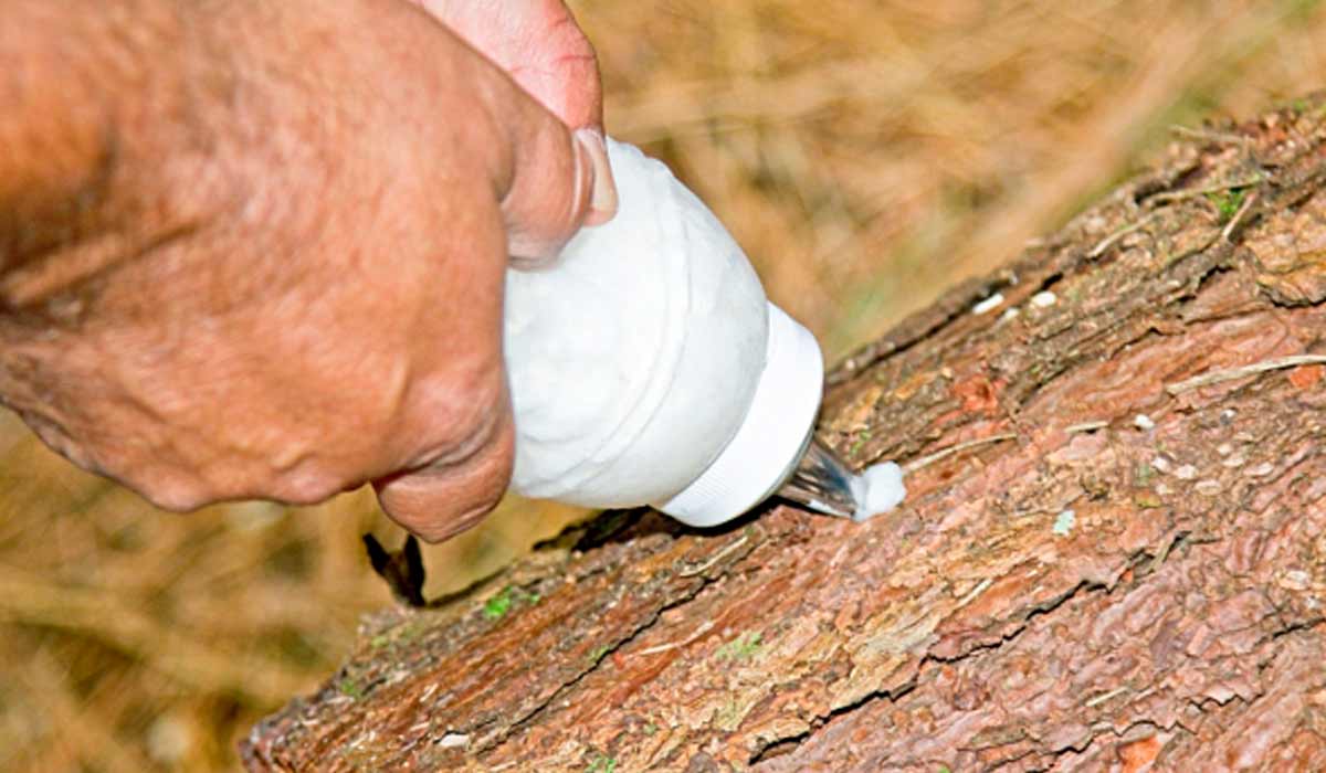 A solução em gel com nematoides é inoculada nas árvores infestadas e vem se mostrando muito eficiente