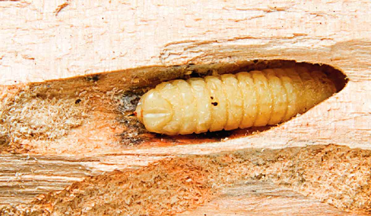 Galerias construídas pelas larvas da vespa-da-madeira