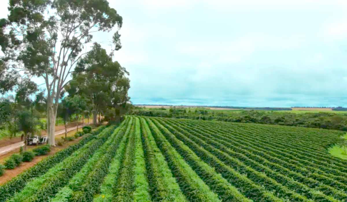 Corredor ecológico ao fundo do cafezal na Fazenda Estrela Carvalho em Coromandel, MG - Foto: Emerson F. Vilela