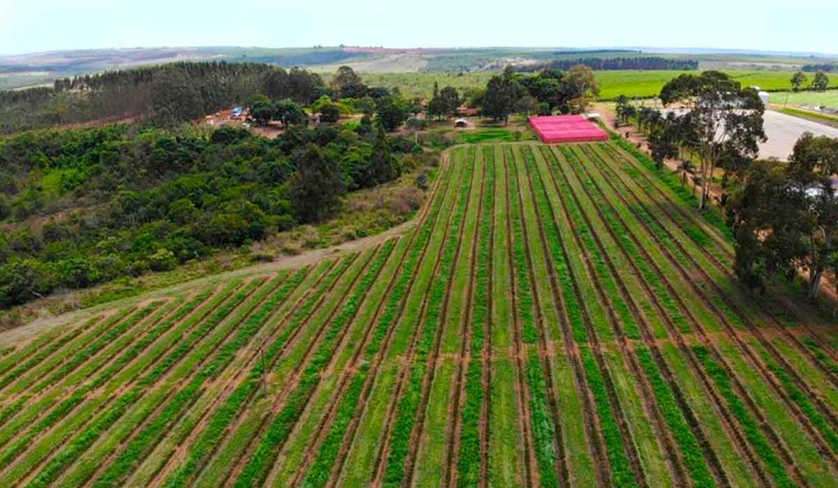 Cafezal jovem circundado por árvores nativas da Fazenda Ecológica Estrela Carvalho