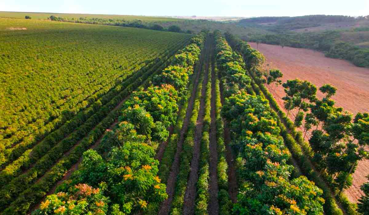 Cafezal com corredor ecológico