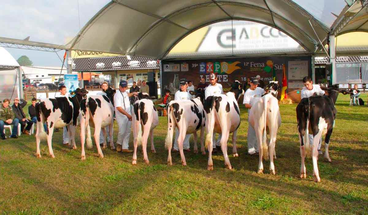 Animais na pista de julgamento