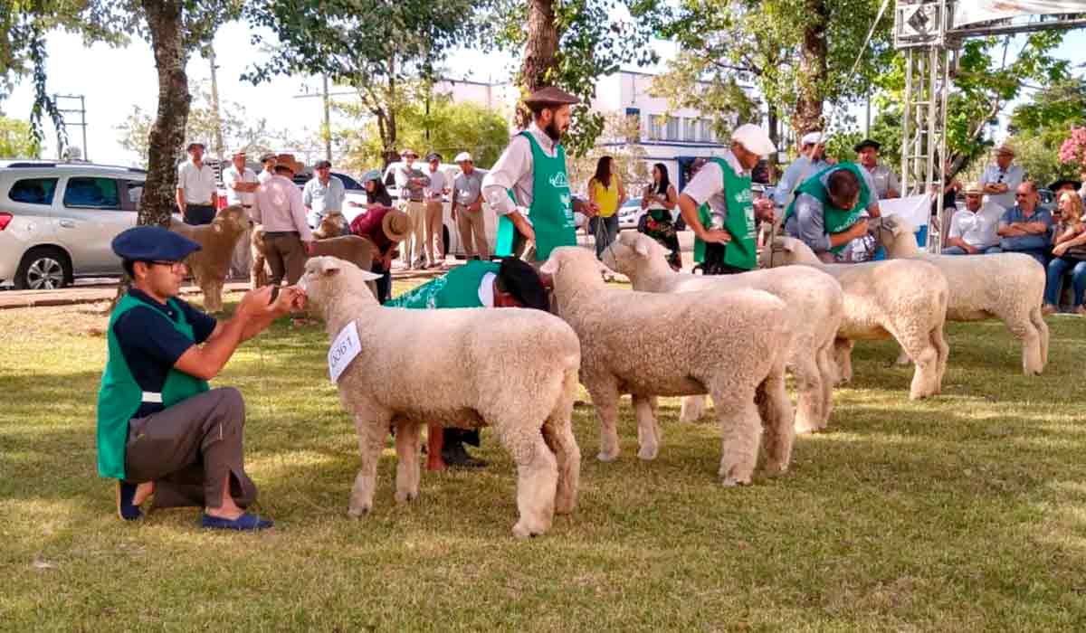 Animais na pista de julgamento