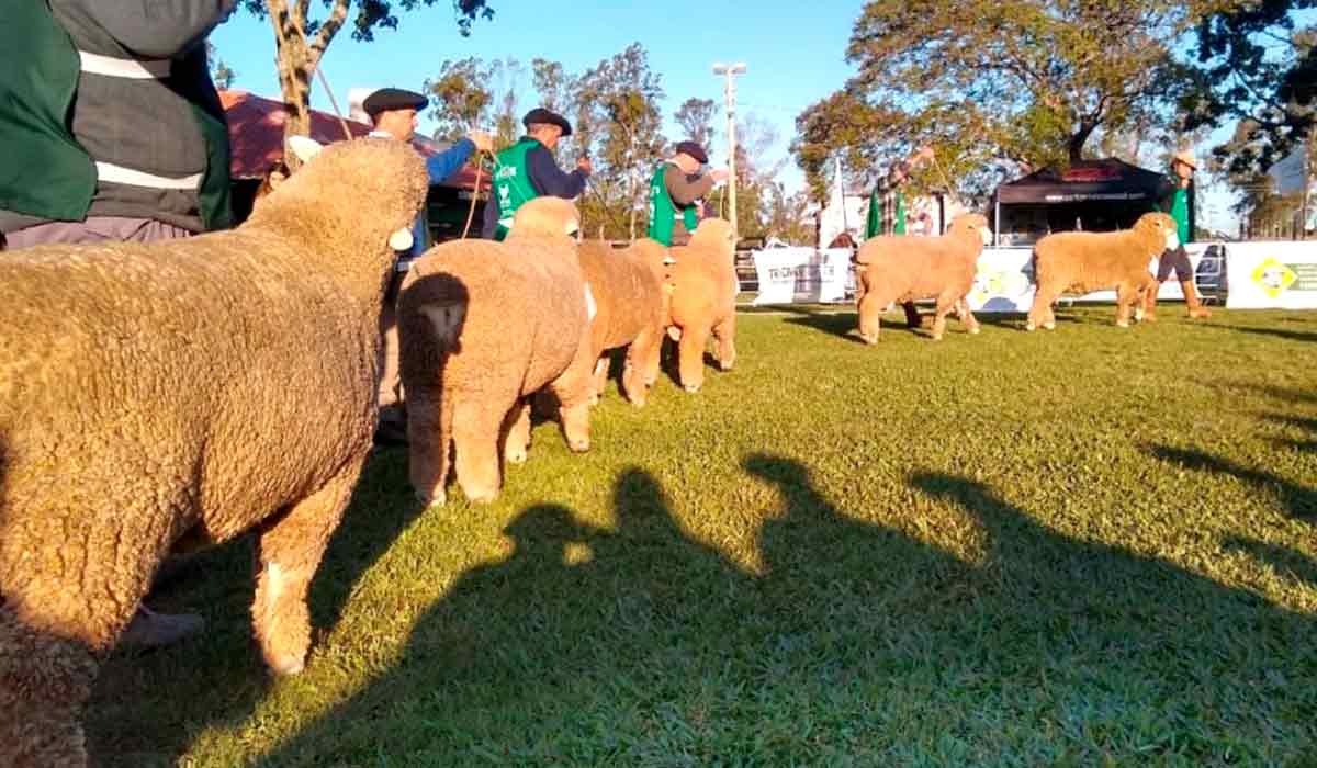 Animais se apresentando na pista