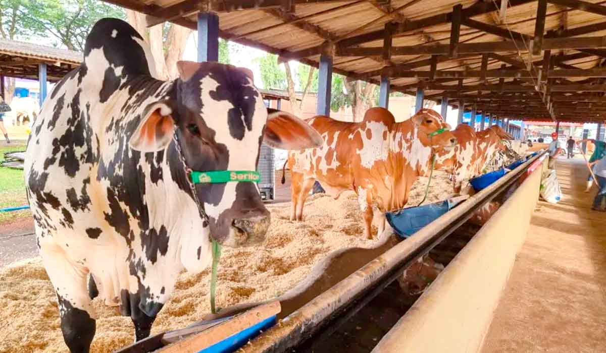 Nelores pintados no galpão de animais em exposição