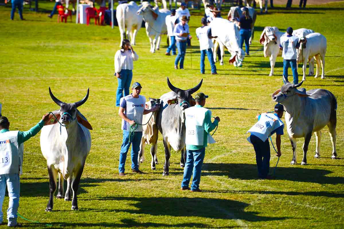 Animais das raças indubrasil e guzerá na pista de julgamento