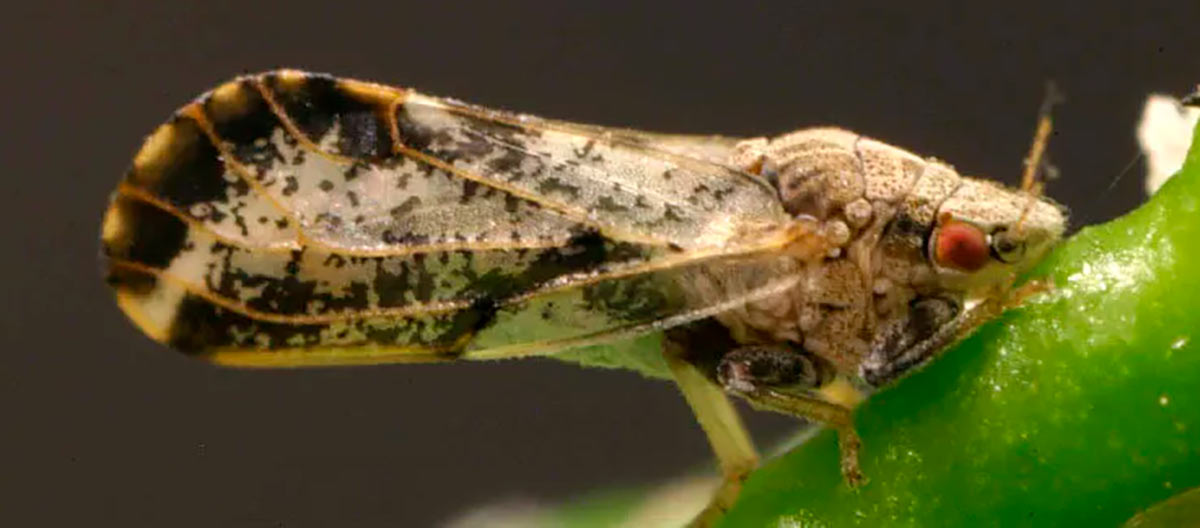 Psilídeo (Diaphorina citri) - Foto: Citrus Diseases, USDA - U.S. Department Of Agriculture