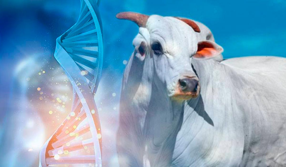 Genética bovina