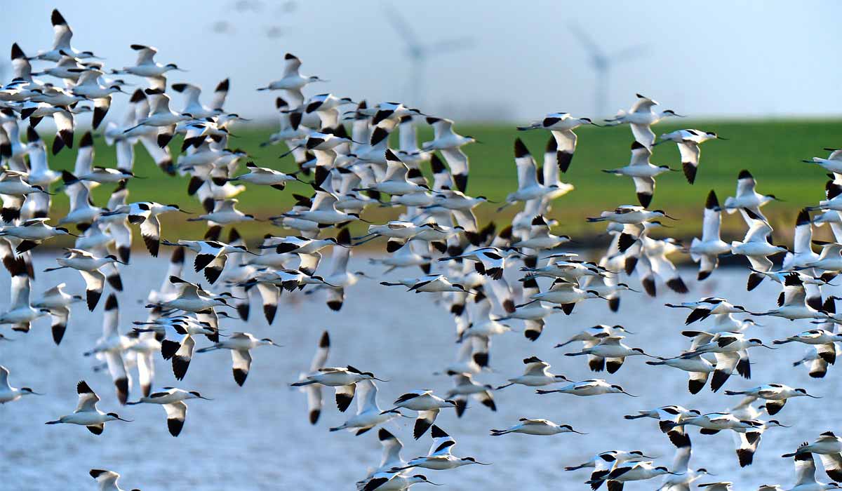 A migração de aves é o principal agente de disseminação da gripe aviária entre os continentes