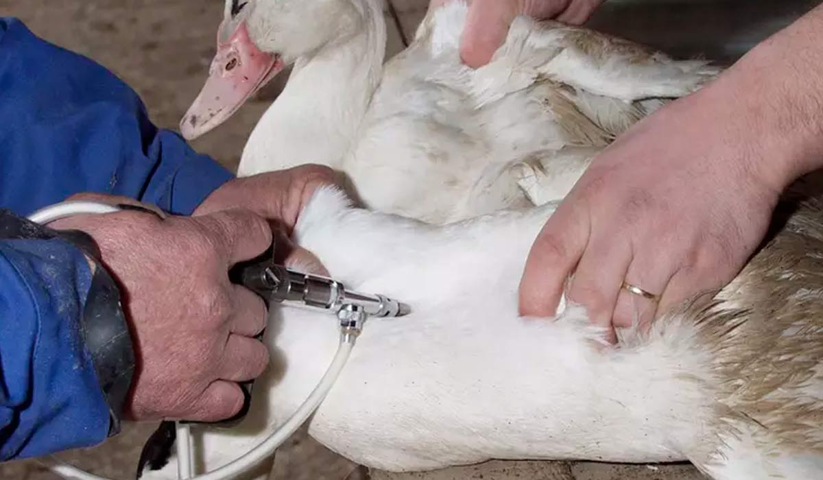 Na França, mais de 20 mil aves foram abatidas para conter a propagação da doença e outros 12,4 milhões de marrecos foram vacinados