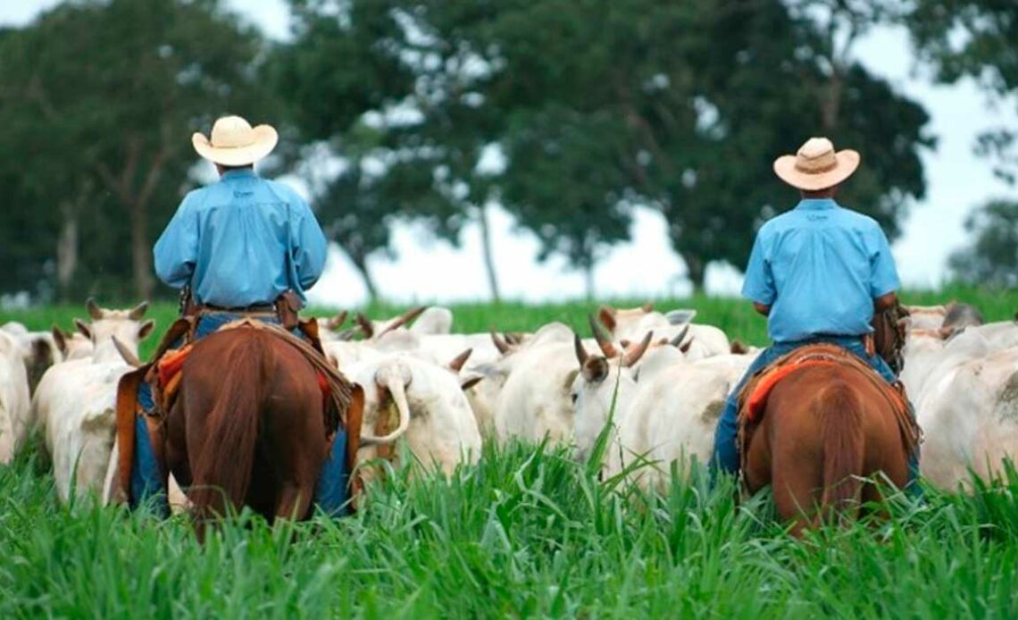 Pecuaristas em trabalho de campo com o gado