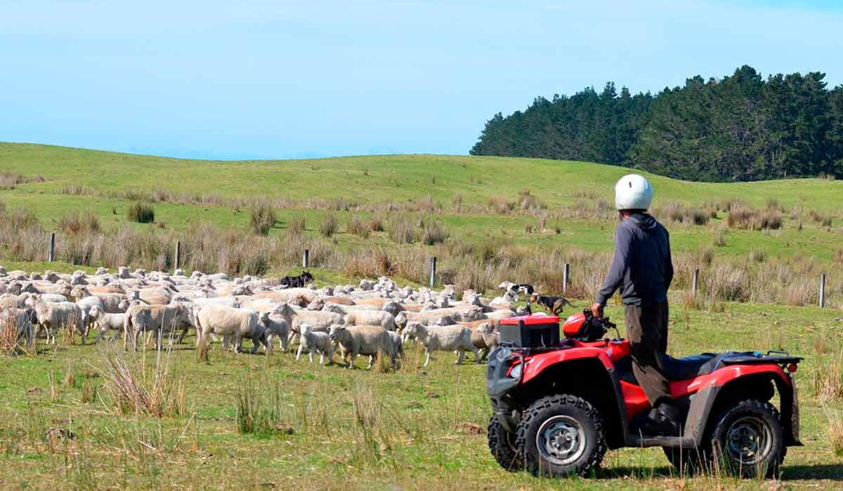 Jovem pastorenado ovelhas com seu ATV