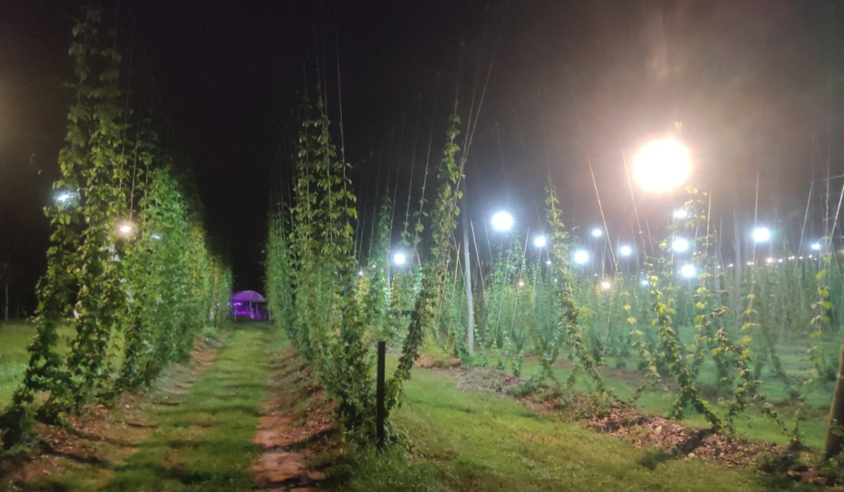 Plantação de lúpulo com suplementação luminosa - Foto: Stéfano Kretzer