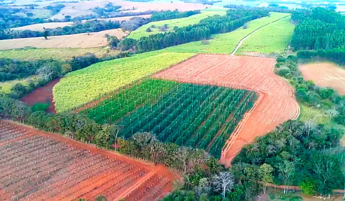 Fazenda de lúpulo "'Ira Hops" em Itapetininga, SP - Foto: Fernando Gonçales