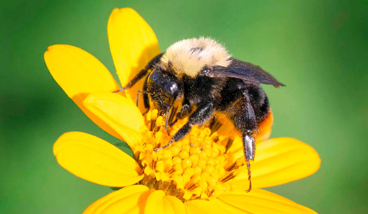 Mamangava (Bombus bellicosus) - Foto: Gabriel Paladino Ibañez