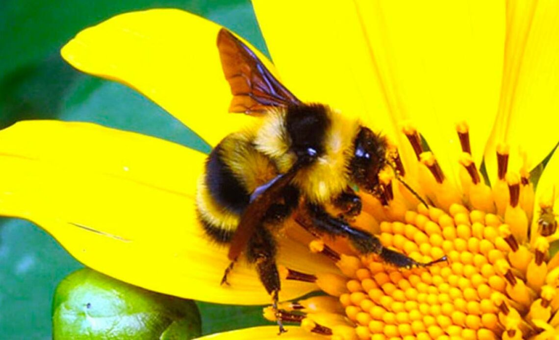 Mamangava (Bombus brasiliensis)