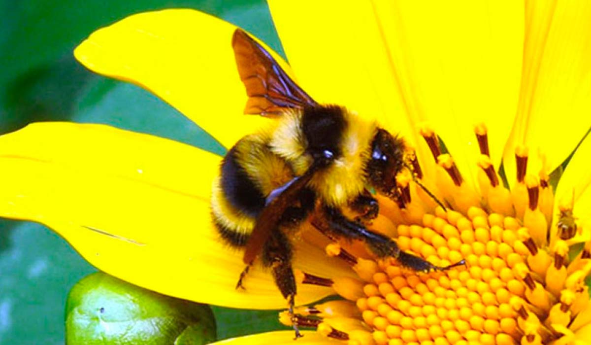 Mamangava (Bombus brasiliensis)