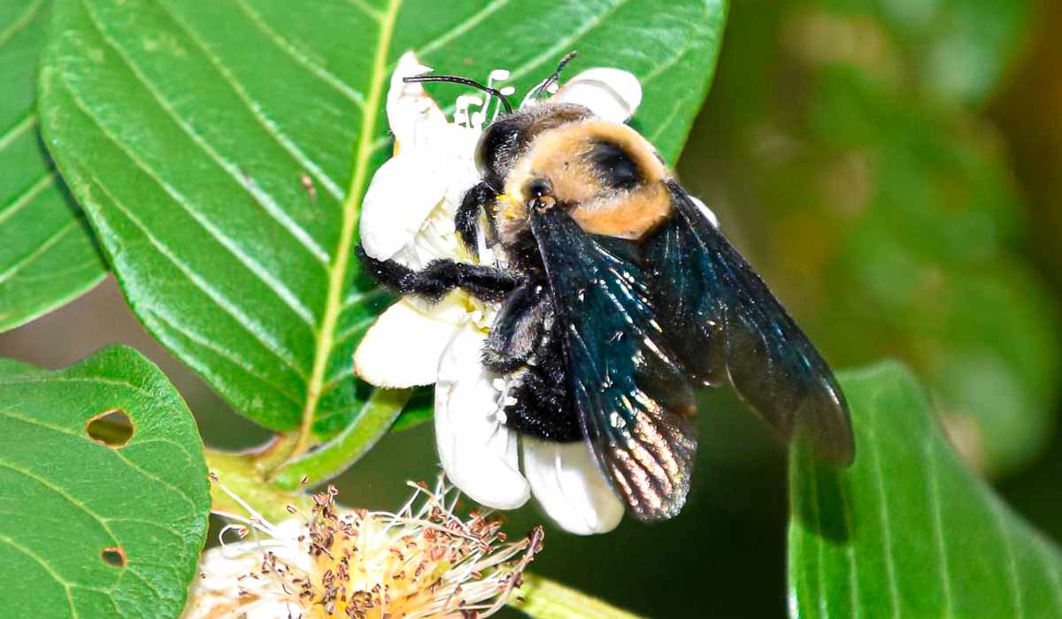 Mamangava (Bombus brasiliensis)