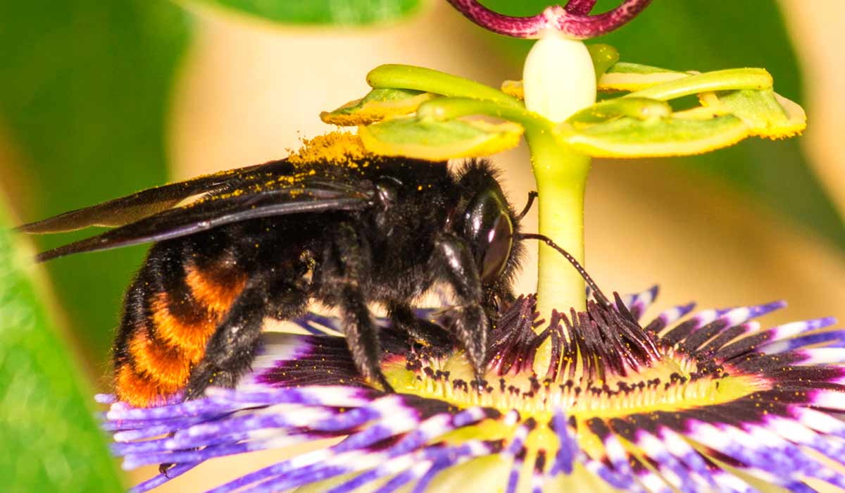 Mamangava (Xylocopa augusti) na flor do maracujá - Foto: Patrich Cerpa