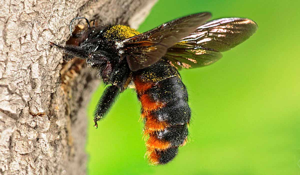 Mamangava (Xylocopa augusti) na entrada do ninho em madeira