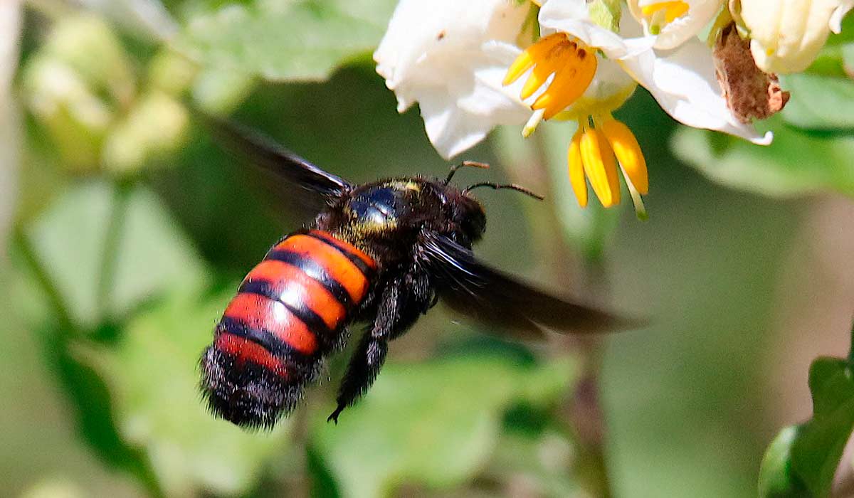 Mamangava (Xylocopa frontalis)