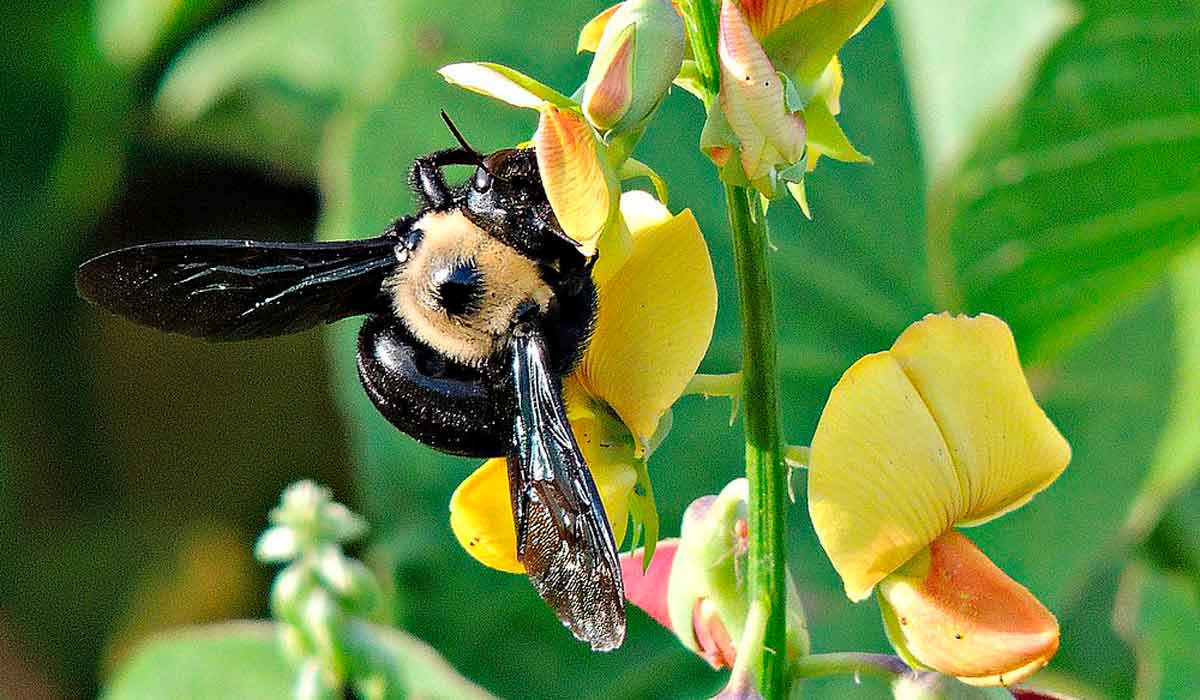 Mamangava (Xylocopa grisescens)